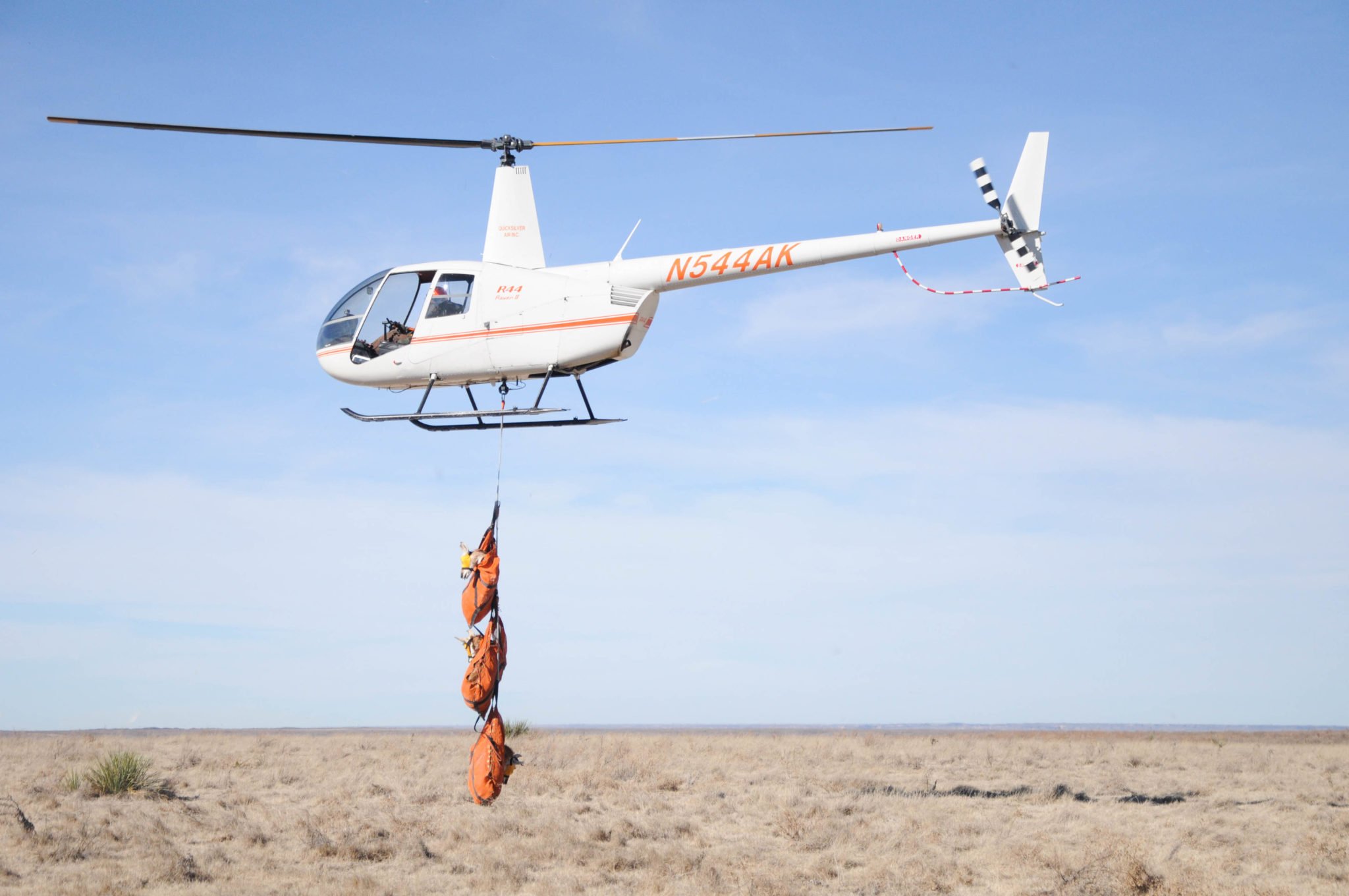 Three captured pronghorn are airlifted in body bags to a service station on a ranch outside of Pampa, where volunteers and researchers are waiting to give them a full medical workup. 