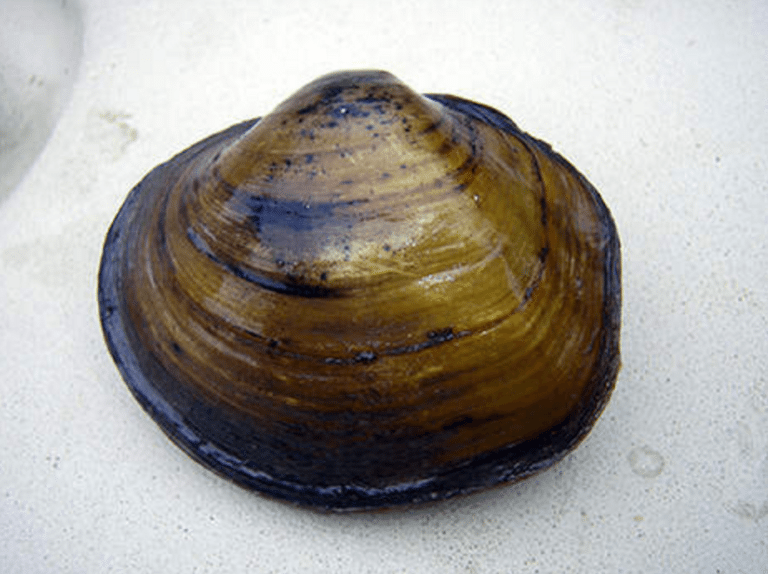 How the Fate of Texas’ Endangered Mussels Could Affect Water Usage