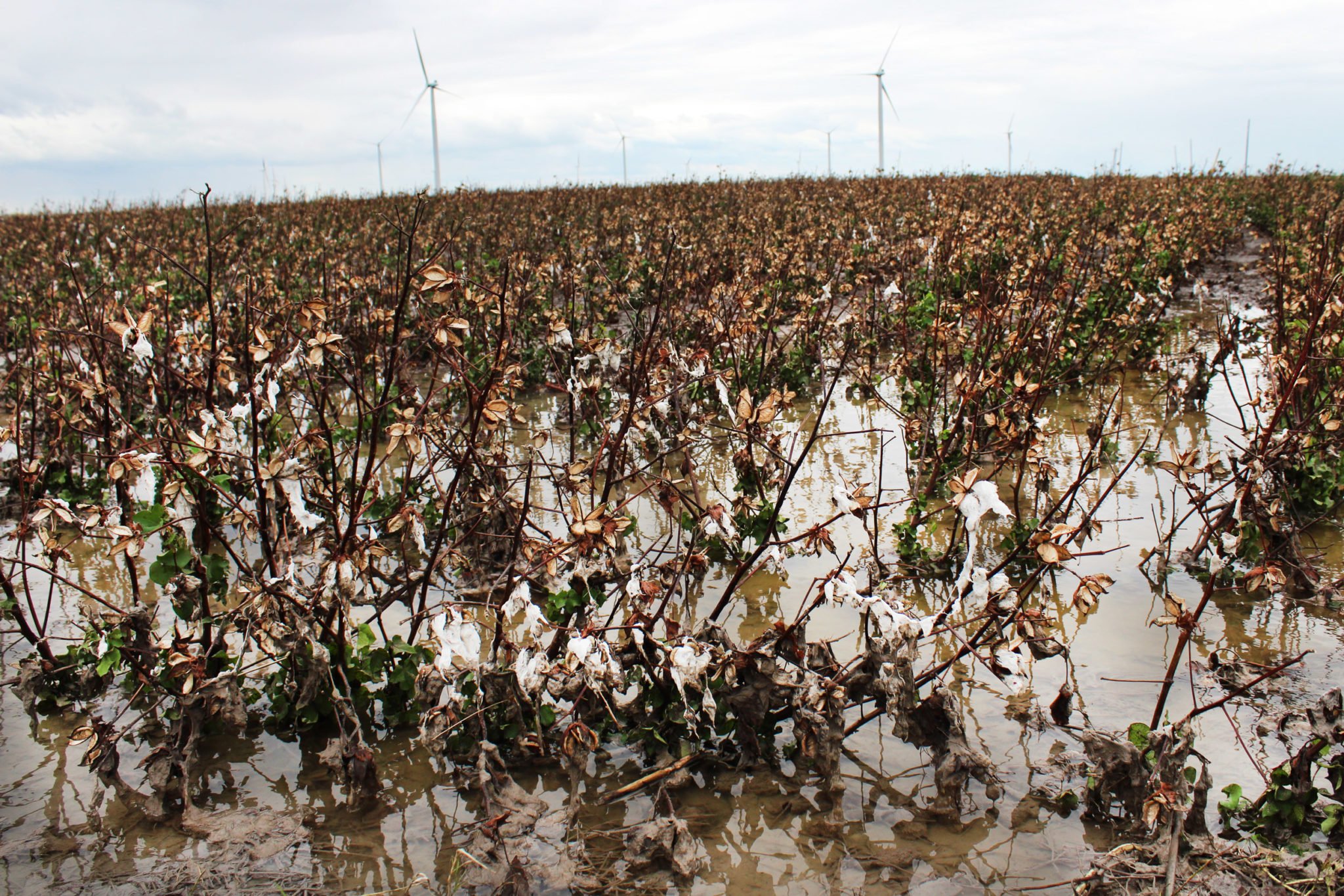 Unpicked cotton sits in a flooded field near Bluntzer.