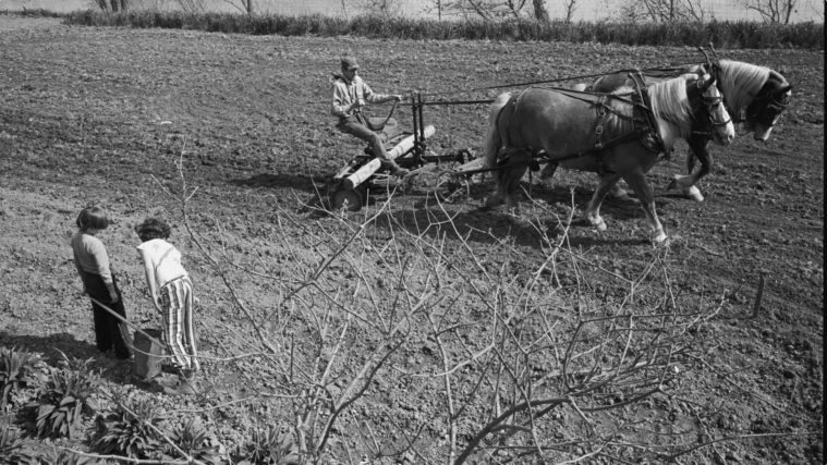 Wendell Berry working on the family farm in Port Royal, Kentucky, with his horse-drawn plow.