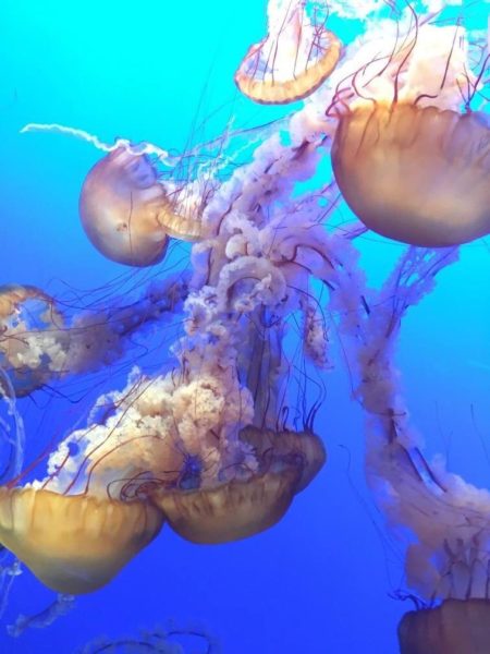 jellyfish juli berwald spineless