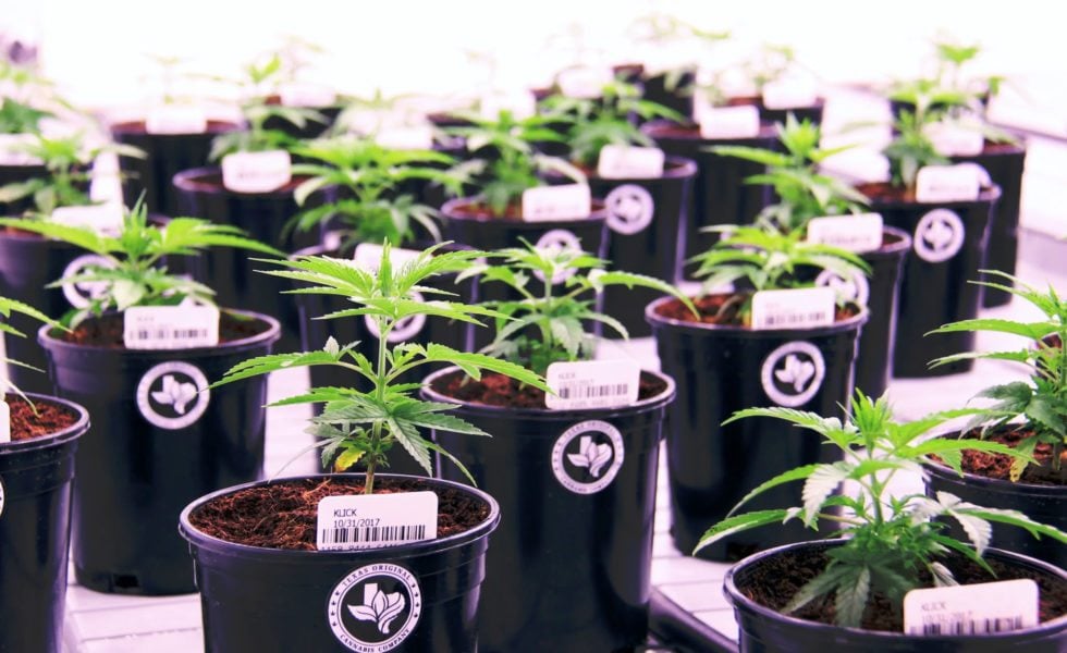 The Klick Strain of medical marijuana grows at the Compassionate Cultivation facility in Austin.