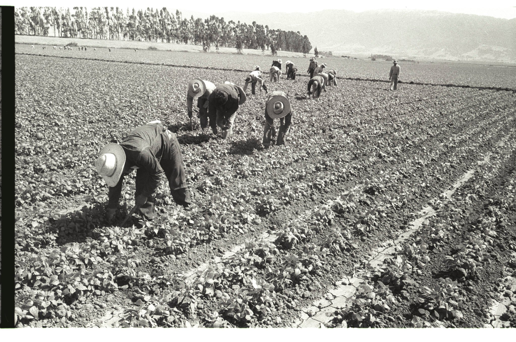 braceros, border fumigation, el paso art