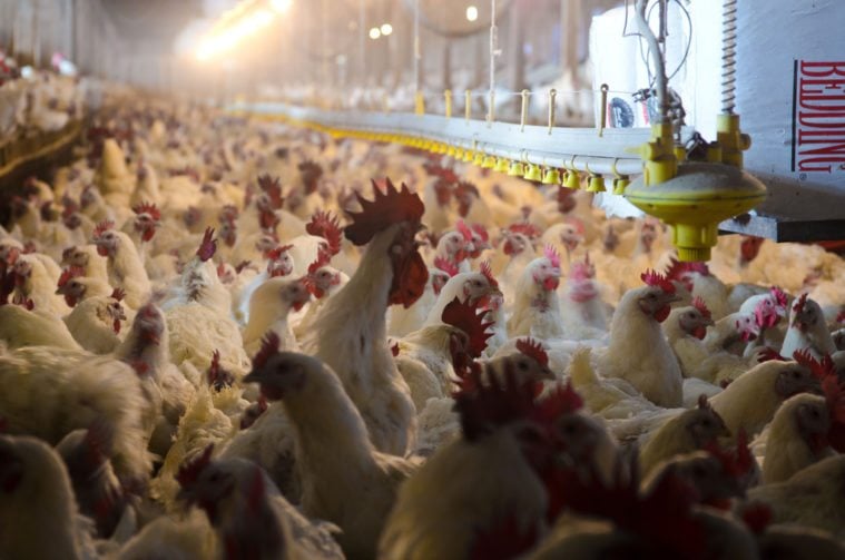Thousands of chickens at a factory farm.
