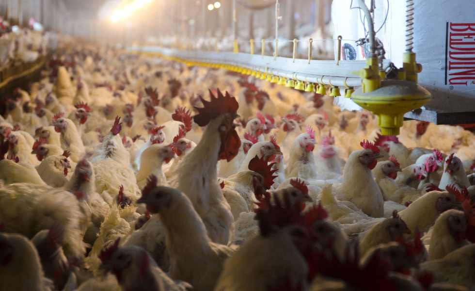 Thousands of chickens at a factory farm.