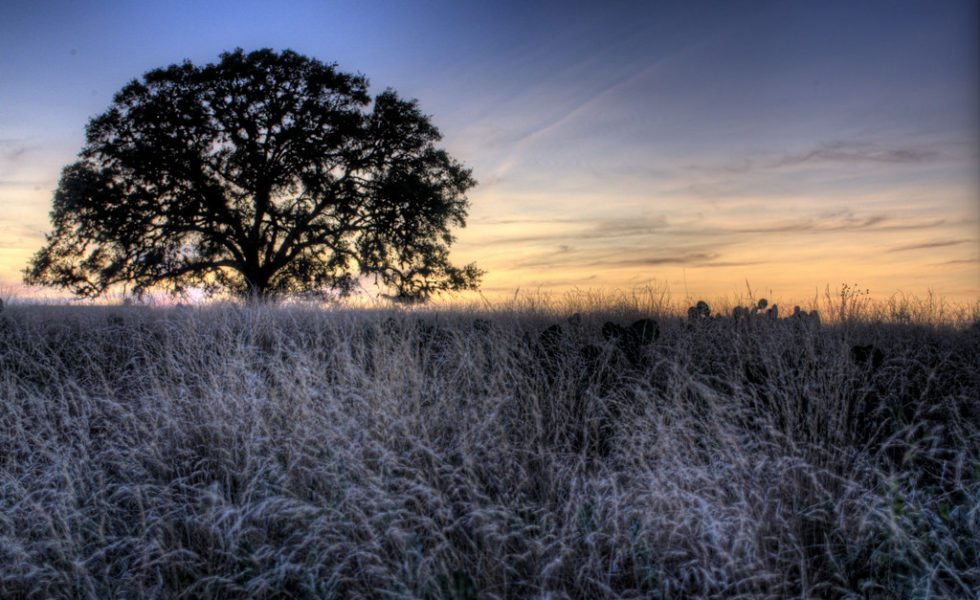 <em>The Which Way Tree</em> is set in the post-Civil War-era Hill Country.