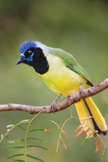 birding, salineno, border, rio grande, nature preserve