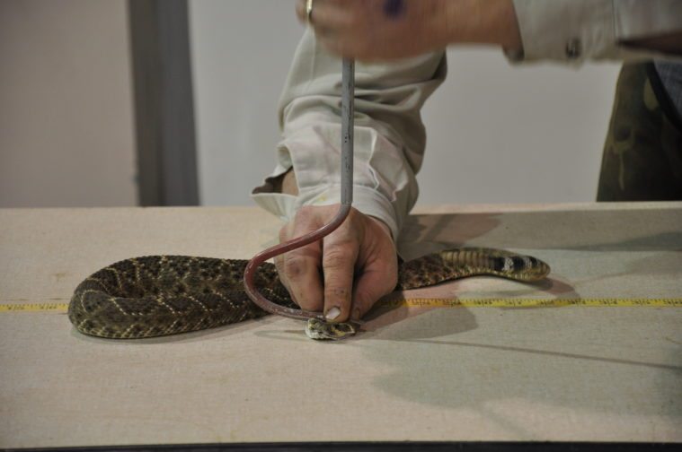 The Rattlesnake Roundup in Sweetwater.