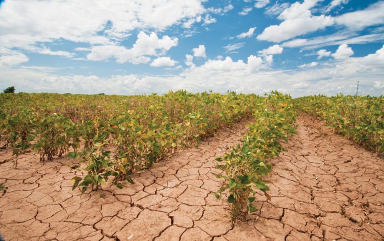 Soybeans show the effects of drought near Navasota in 2013.