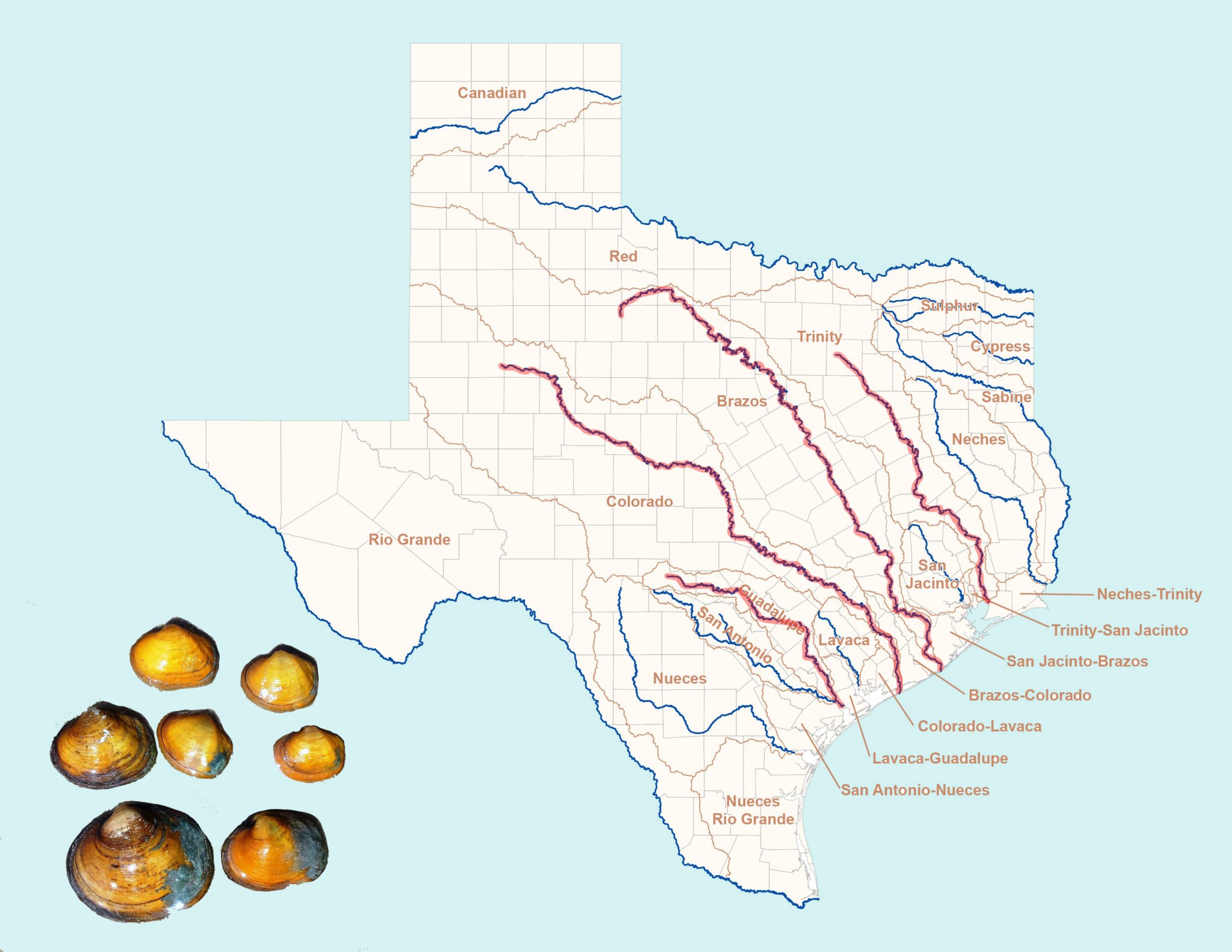 Unpublished Federal Report Projects Bleak Future For Texas Mussels