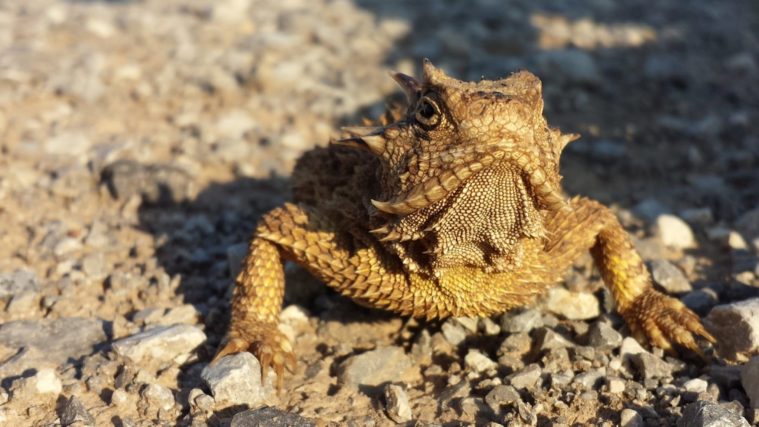 The Texas horned lizard, or
