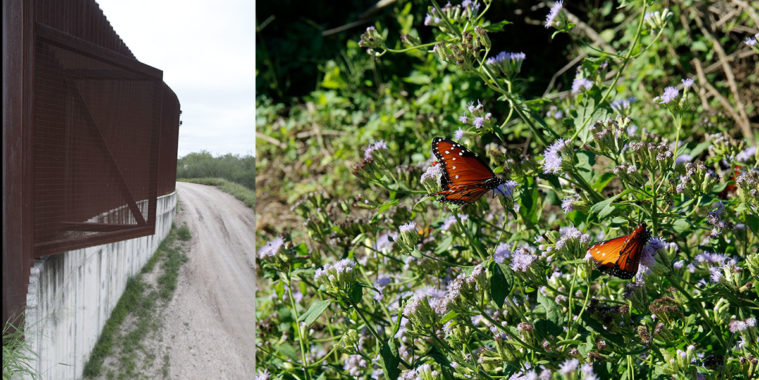 Existing wall in Hidalgo County, Queen butterflies at the National Butterfly Center.