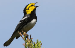 A golden cheeked warbler