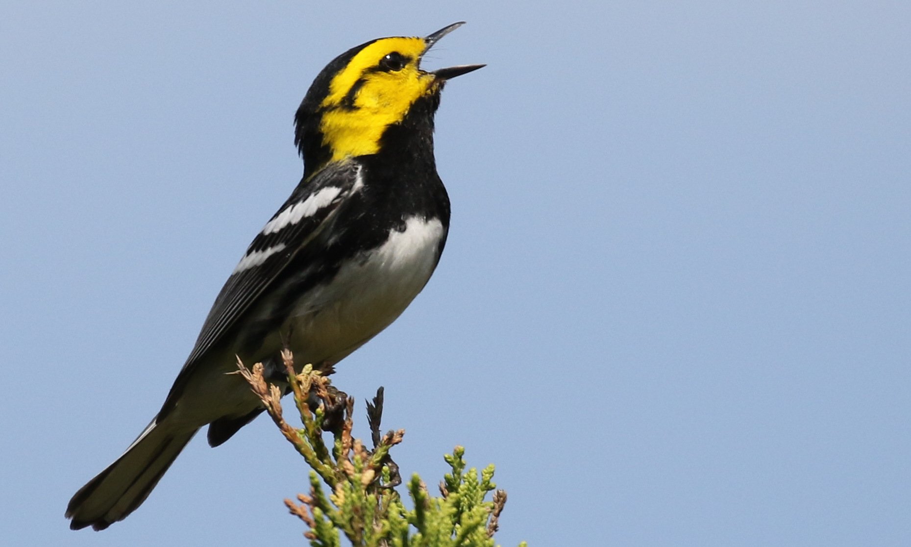 A golden cheeked warbler