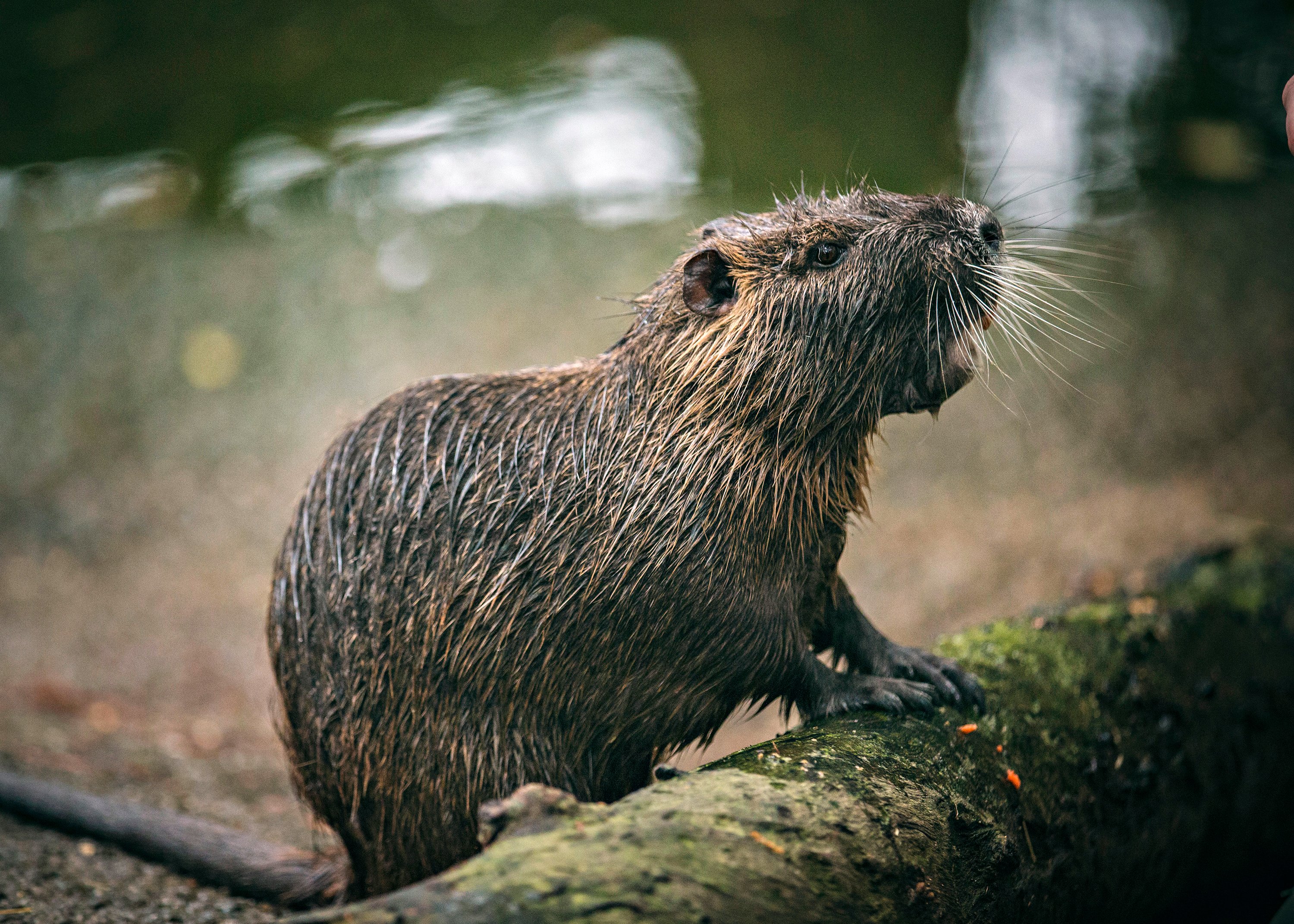 nutria, gulf coast