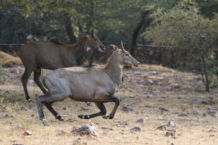 The King Ranch pioneered the release of nilgai in Texas, according to the Texas State Historical Association.
