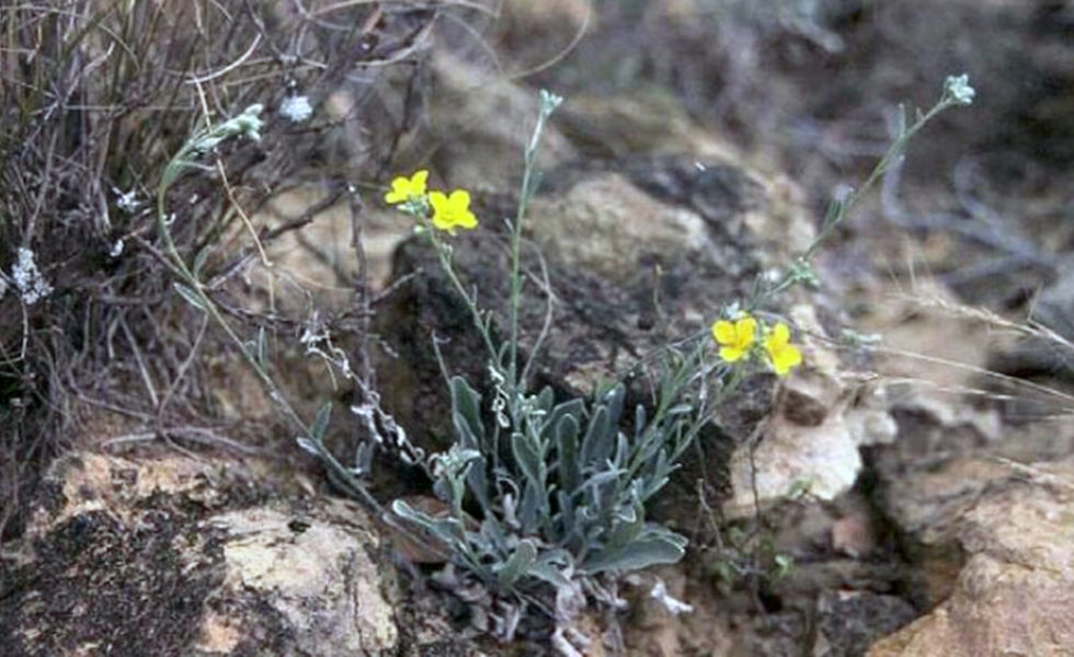 The zapata bladderpod is an endangered plant native to Starr and Zapata counties.