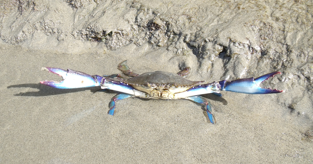 blue crab, corpus christi