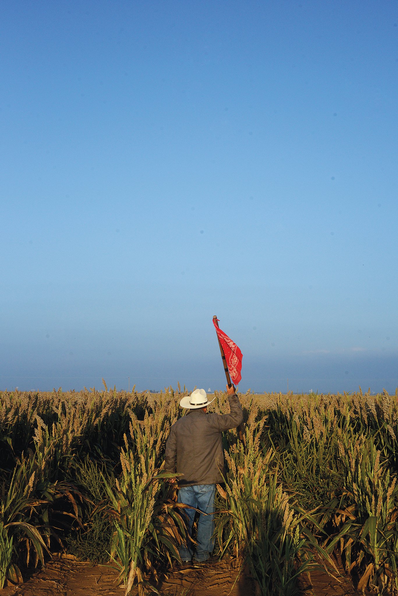 A farmworker waves a red bandana as a visual marker for others working sorghum fields in Plainview.