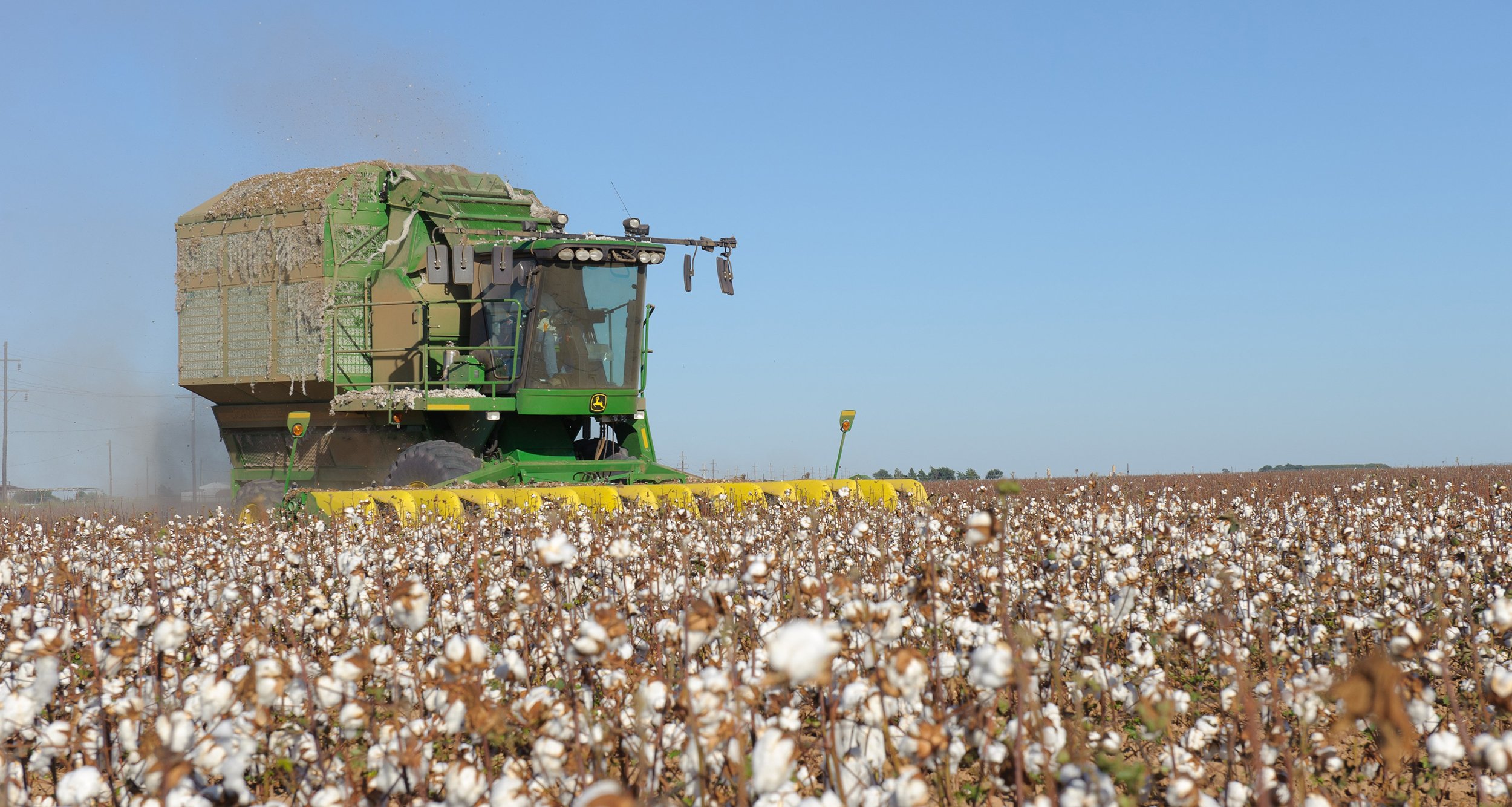 A cotton stripper pulls cotton bolls and leaves from the stalk during a harvest.