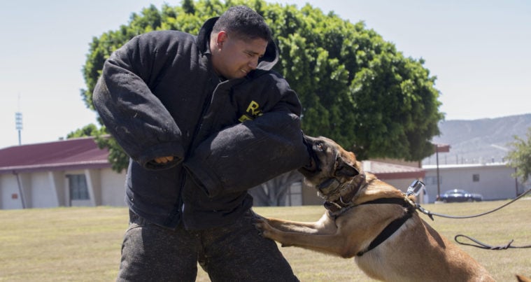 A military handler wears a Ray Allen dog trainer bite suit. The suit Donnelly wore weighed 75 pounds. TDCJ did not provide details on Donnelly’s suit.