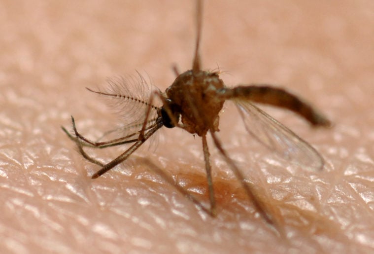 Mosquitoes Are Bad. So Are the Chemicals Some Texas Cities Are Using to
