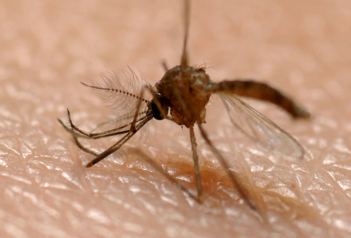 Mosquitos, and the diseases they can harbor, kill more people than any other animal in the world.