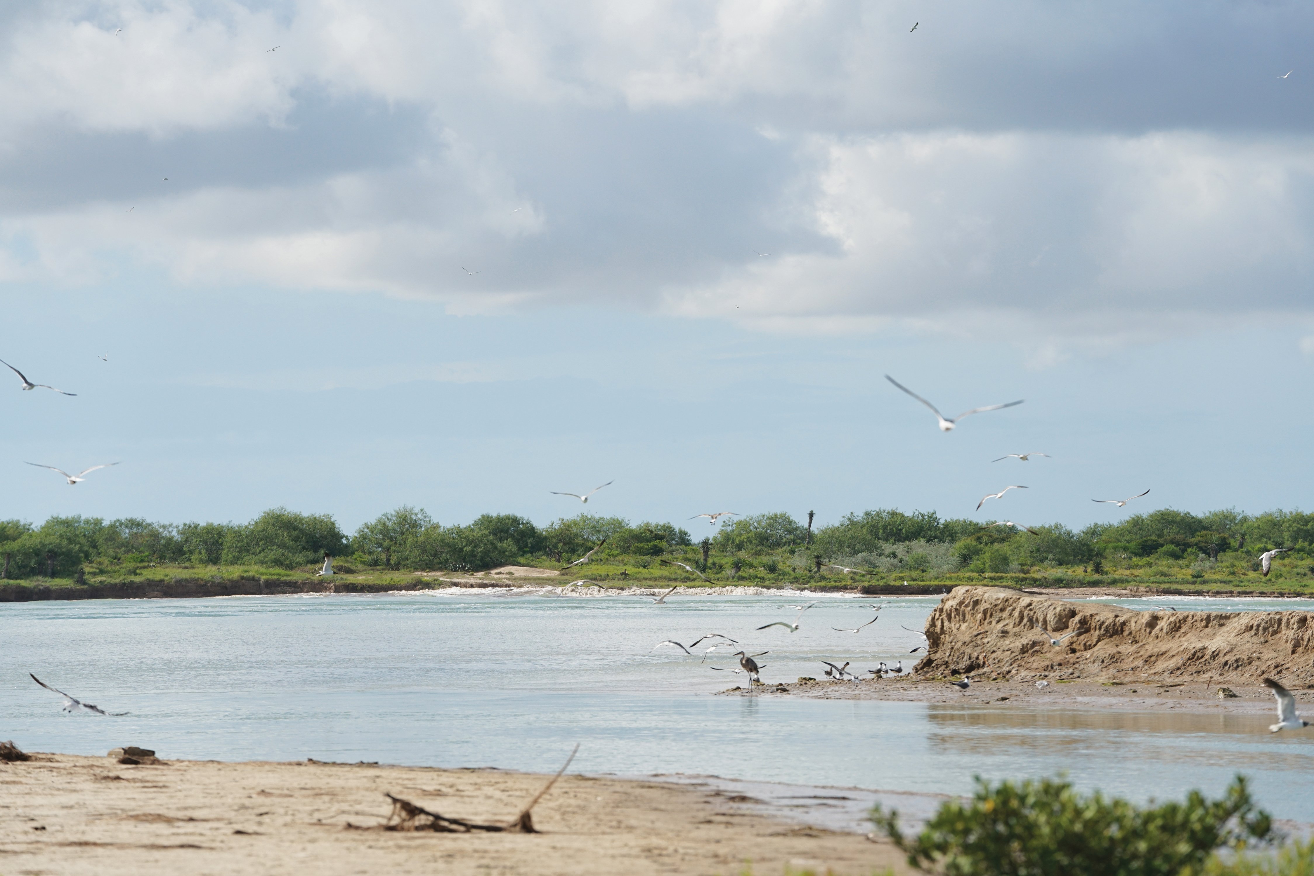 Seagulls fly at the proposed site for a liquefied natural gas export facility along the Brownsville Ship Channel.