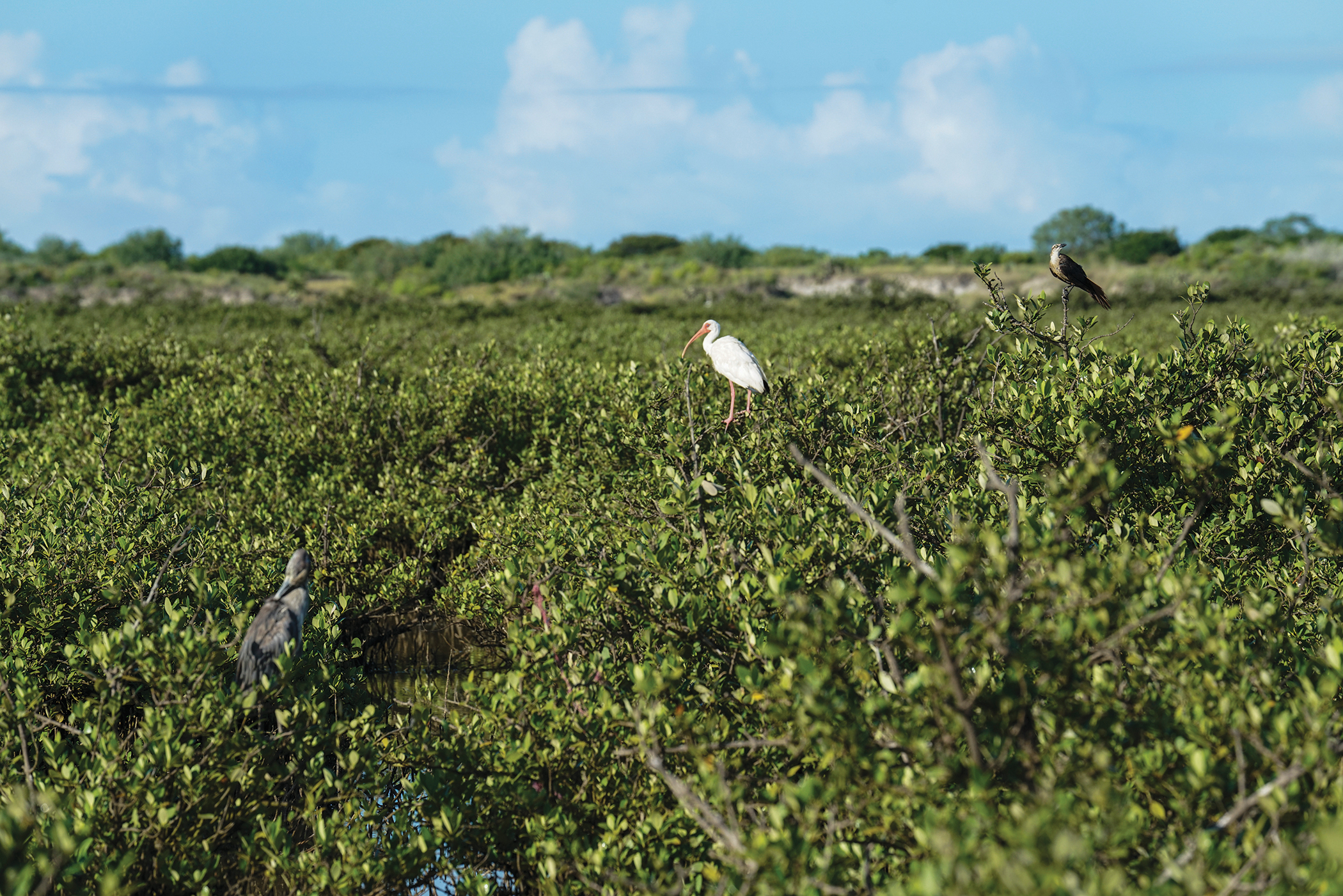 Birds perch among mangroves at a proposed LNG site.
