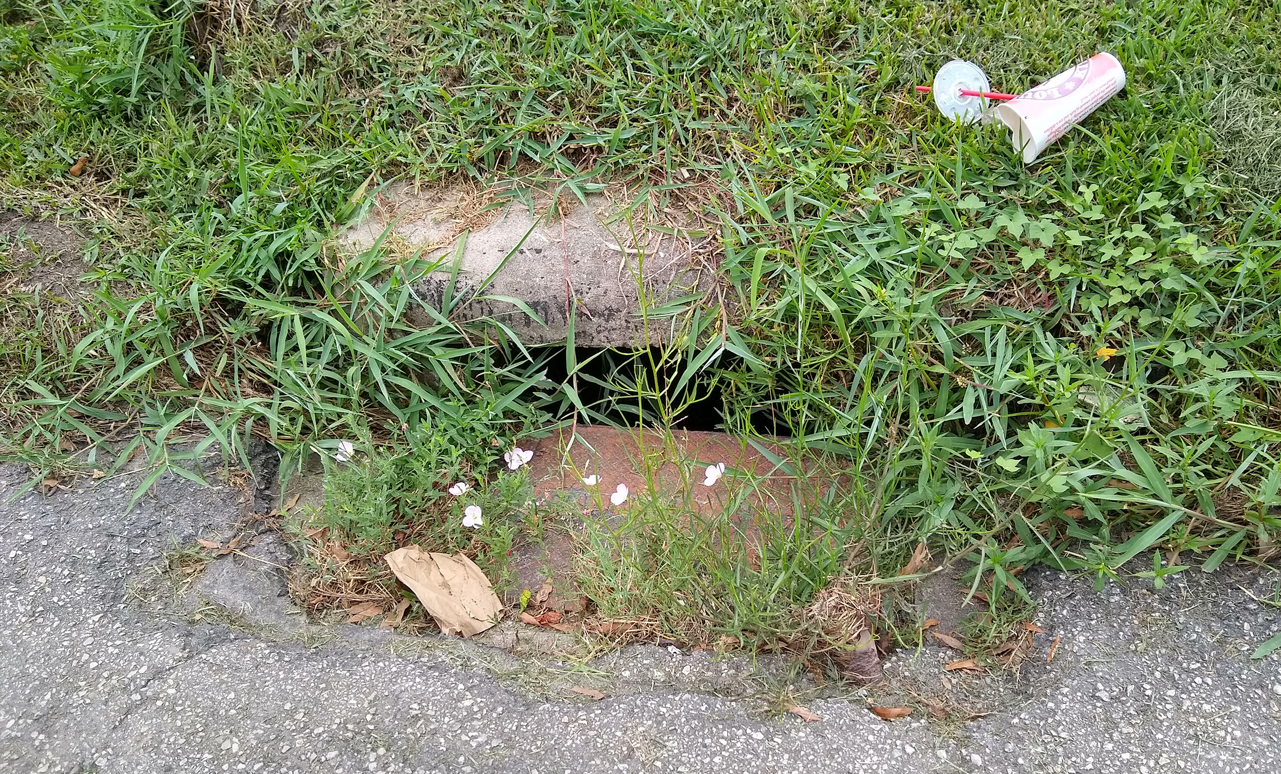 A storm gutter in Lakewood, partially blocked by grass and litter. Volunteers helped clear and mow these gutters in early May—the last time they were cleared out, according to West Street Recovery's Ben Hirsch.