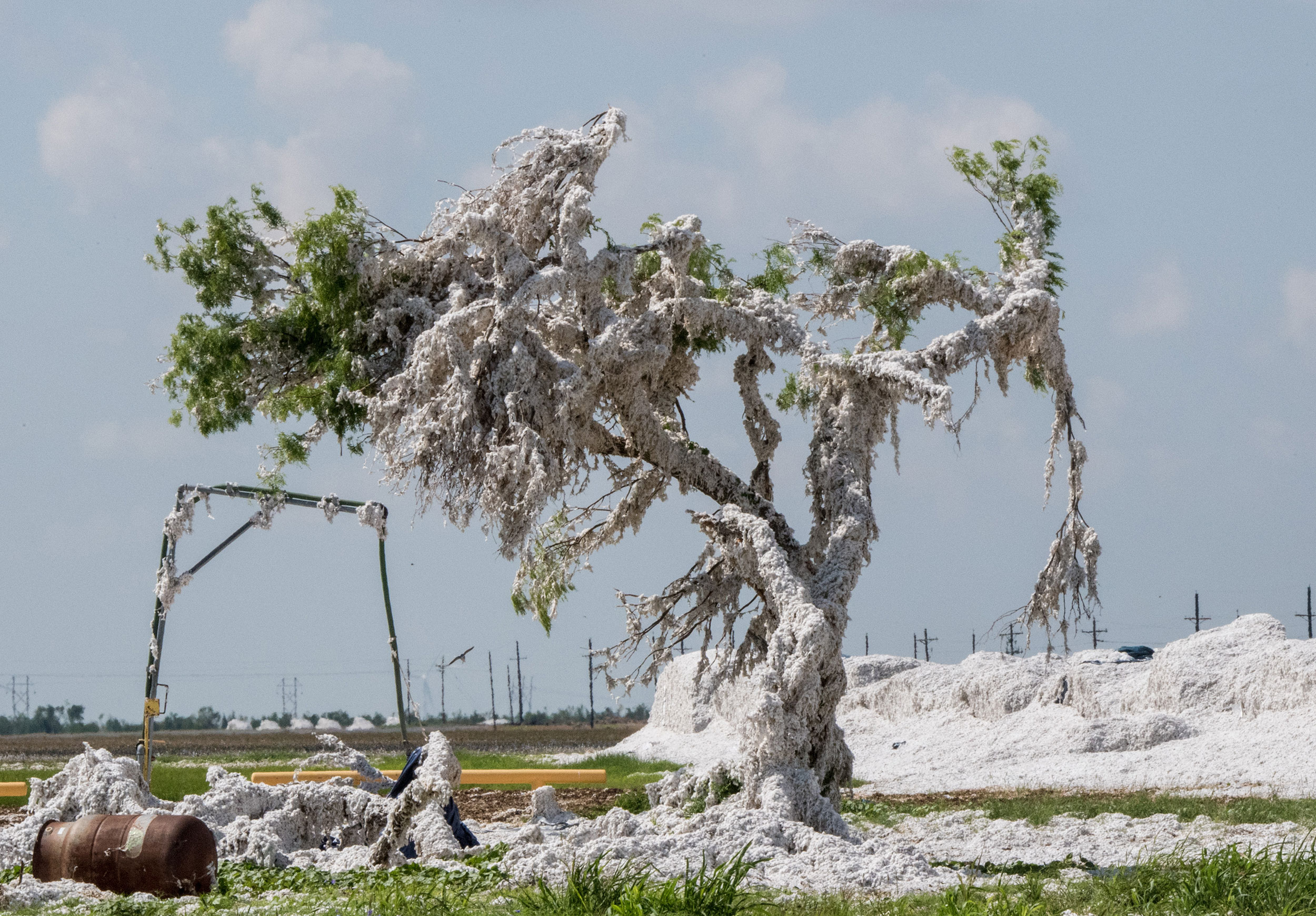 A cotton coated mesquite tree in Woodsboro.