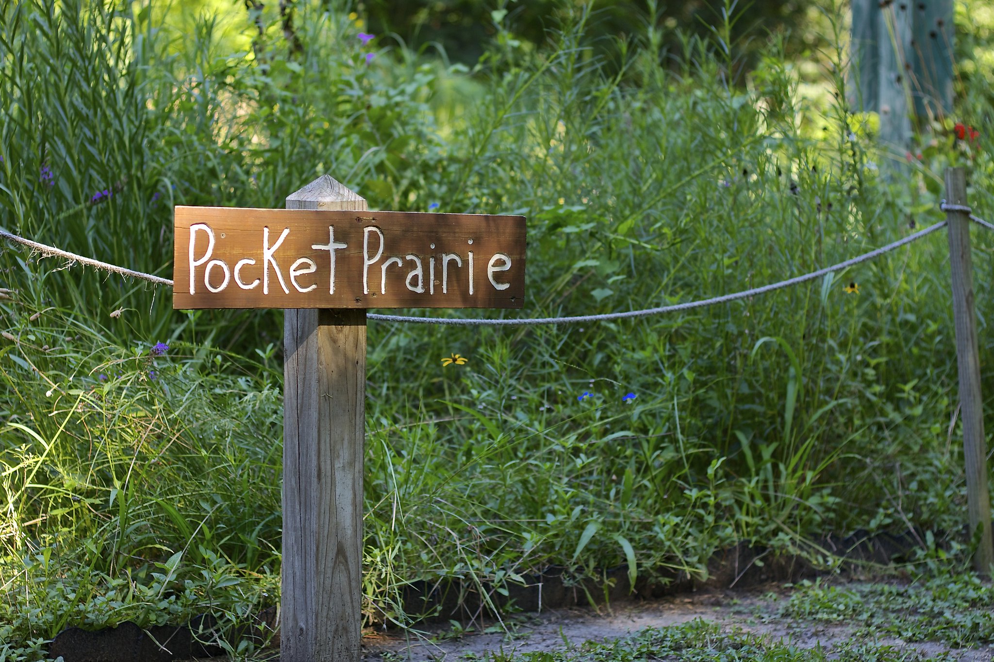 A pocket prairie in Russ Pitman Park in Bellaire.