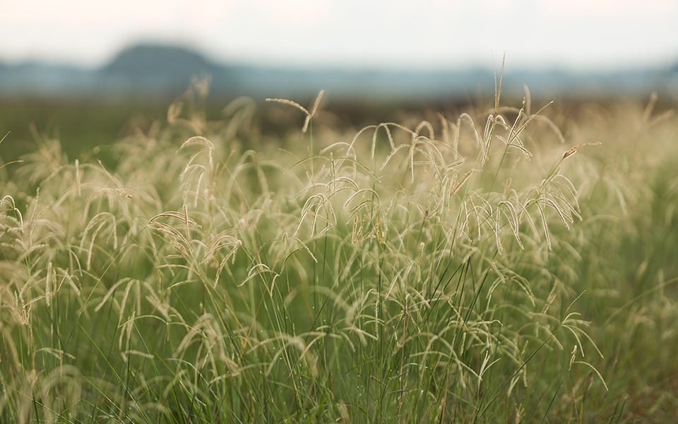 prairie grasses