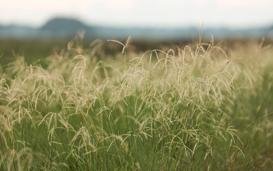 New Research From The U.S. Forest Service Says The Great Plains Grasslands  Are Maintained By Wind, Fire