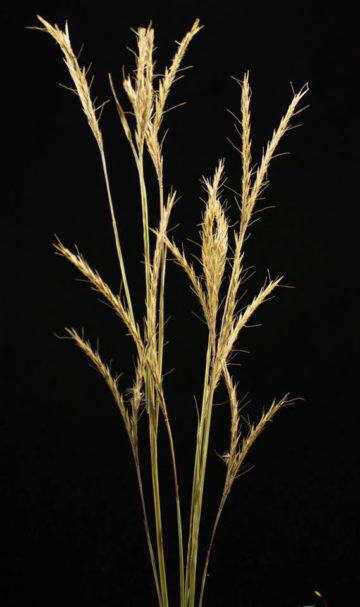 Big bluestem grass