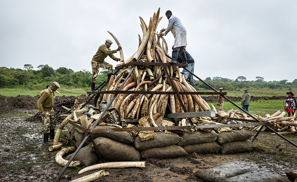 Building Ivory Tusk Mound April 25, Nairobi, Kenya, 2016