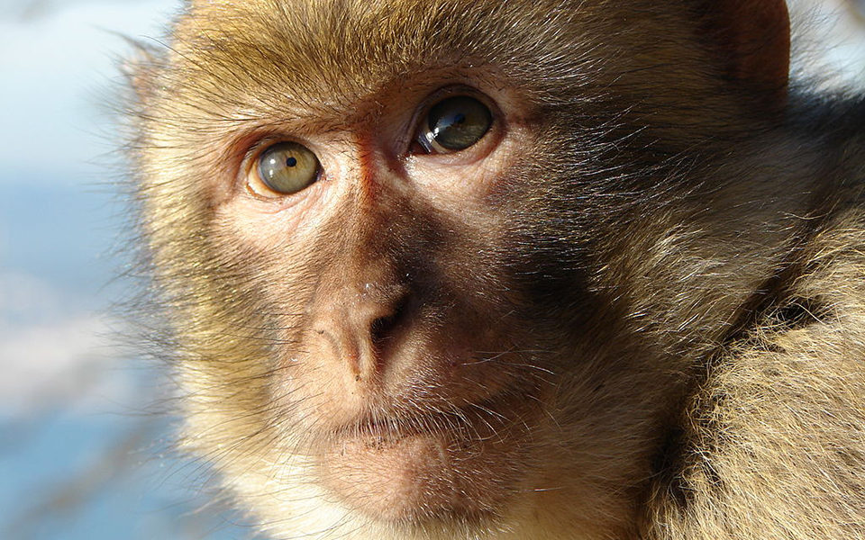 Macaques are some of the most popular primates used in animal research.
