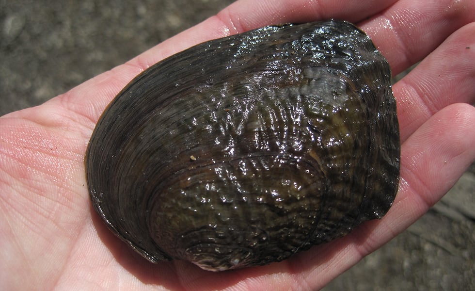 A pistol grip mussel.