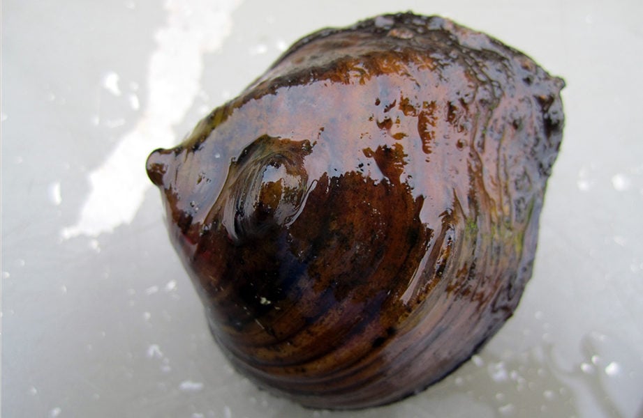 A three-horn warty-back mussel.