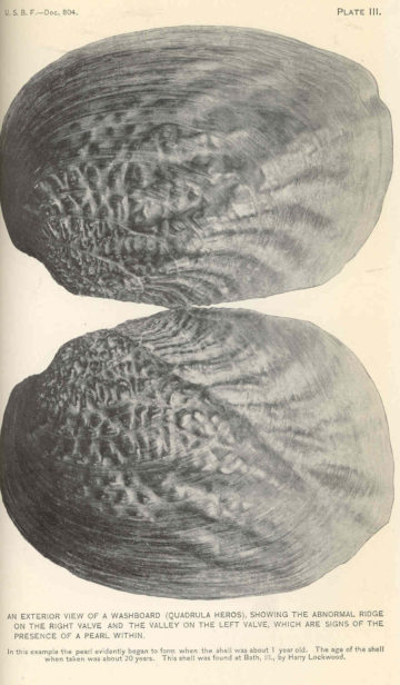 Exterior view of a washboard mussel.