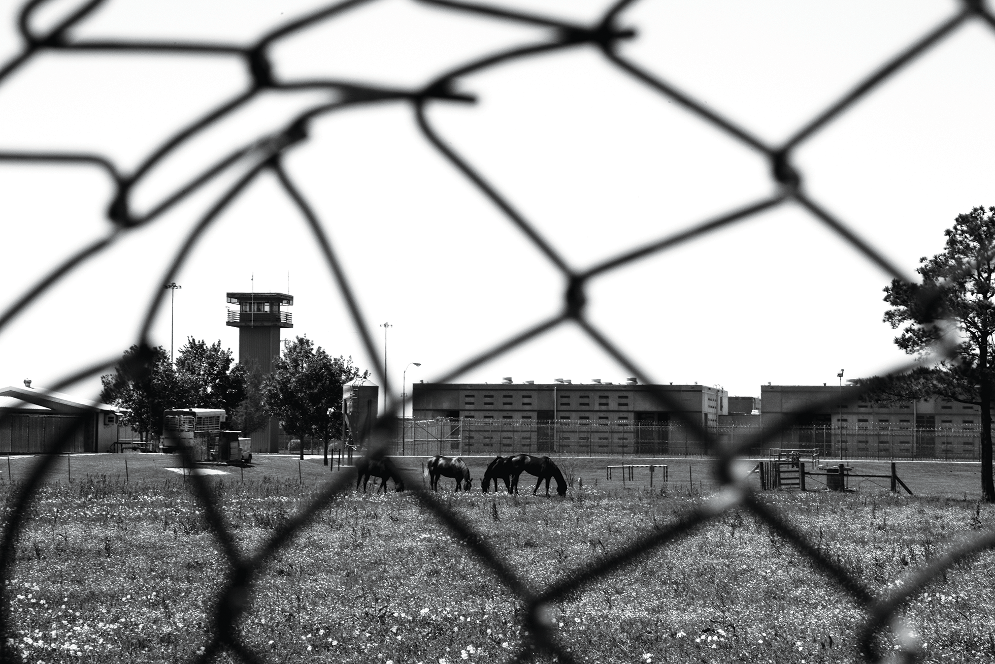 Horses graze in front of the Polunsky Unit, outside of Livingston in East Texas.