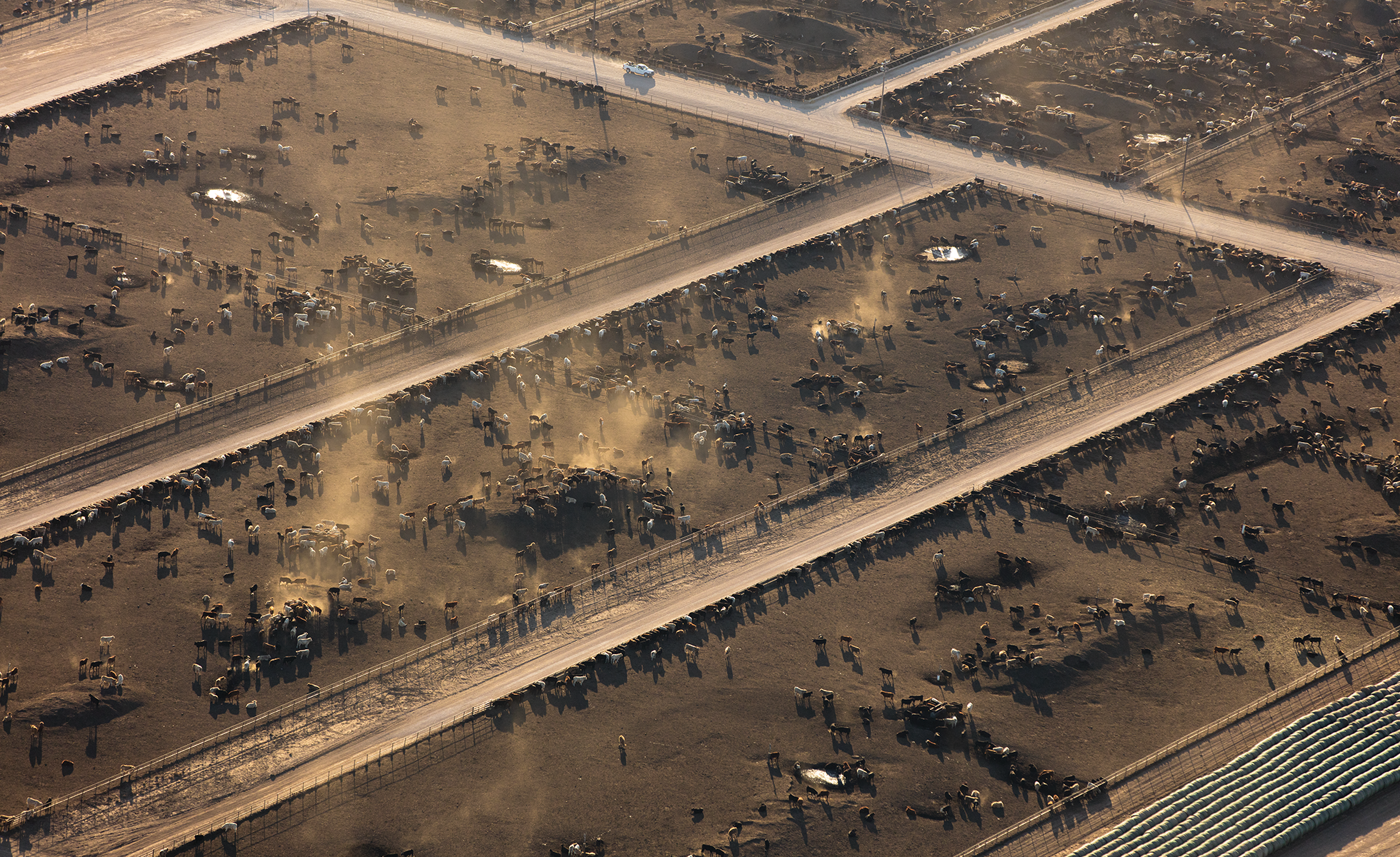 Bar-G Feedyard near Summerfield is part of a vast constellation of feedlots that dot the western Panhandle.