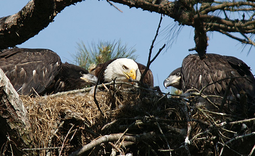 A wild adult American bald eagle is seen feeding two juveniles in a nest near Lake Palestine, Texas in this April 25, 2005 file photo. The Interior Department will announce on Thursday, June 28, 2007 that it is removing the majestic bird from the protection of the Endangered Species Act, capping a four-decade struggle for recovery.