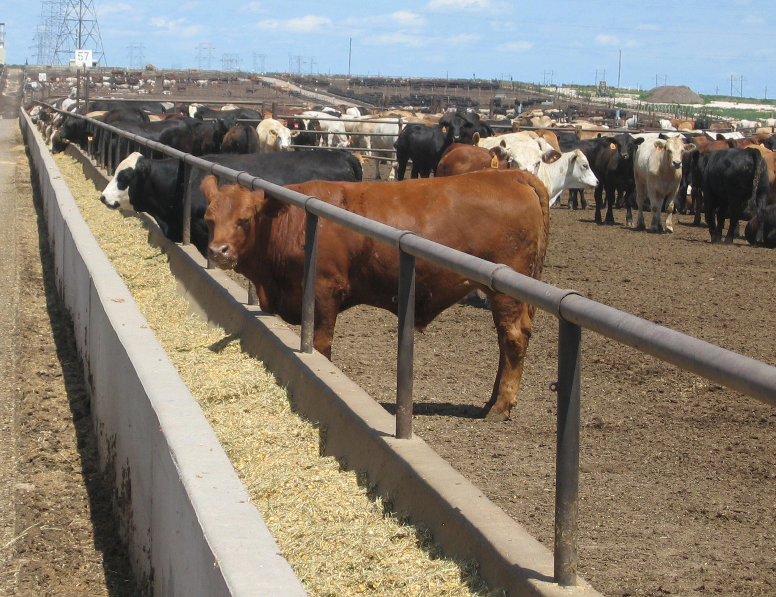 Cattle feeding at Lubbock Feeders.
