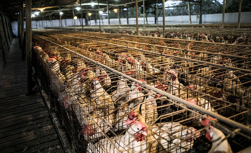 Factory farming essay