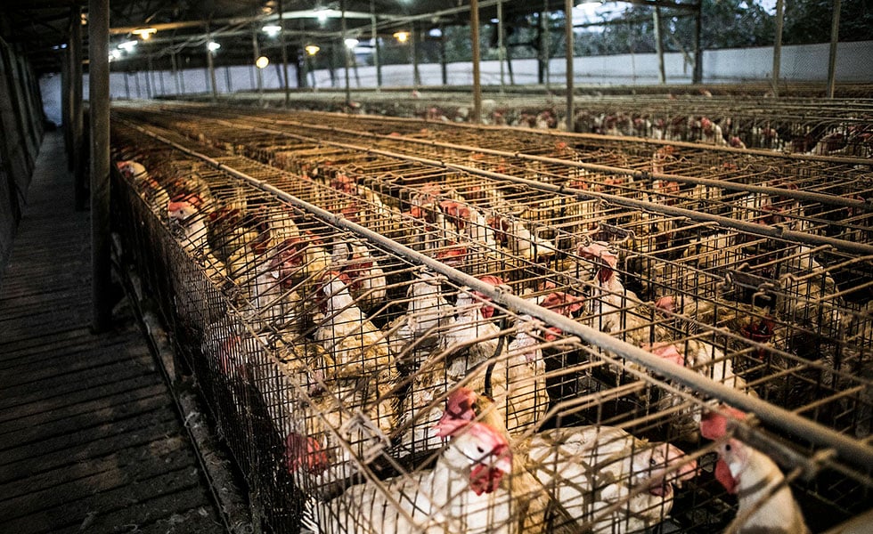 industrial chicken farm