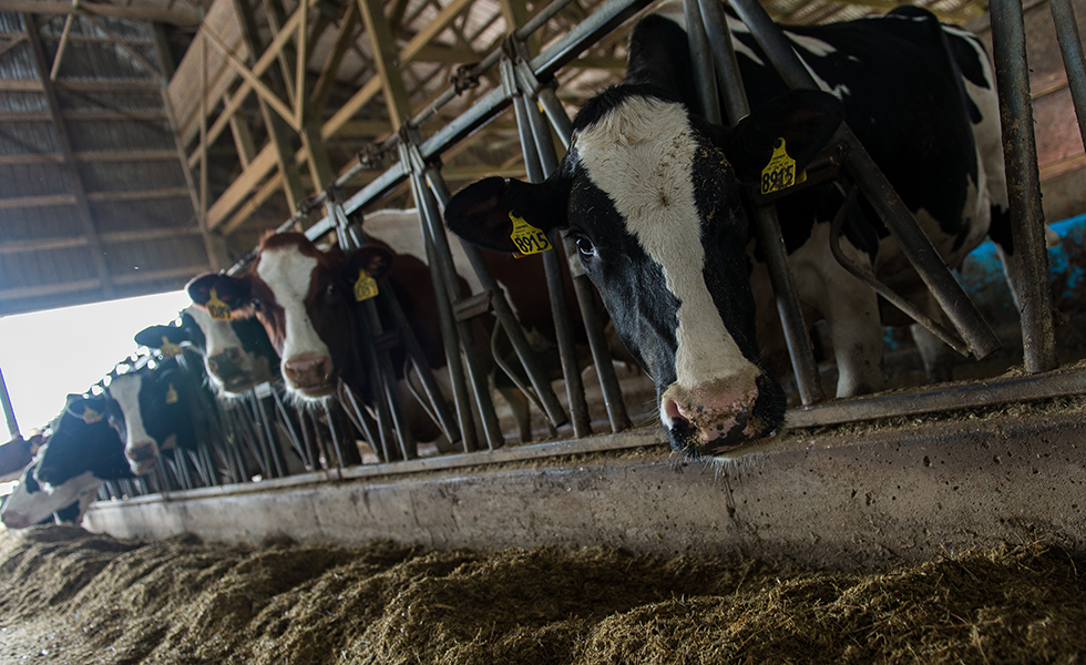 A line of dairy cows await a meal at Lohmann Farms in Perryville, Mo., June 18, 2019. Airmen participated in support of Delta Area Economic Opportunity Corporation Tri-State Innovative Readiness Training 2019 coordinated with civilian public health agency partners to view livestock processes and promote interagency cooperation.