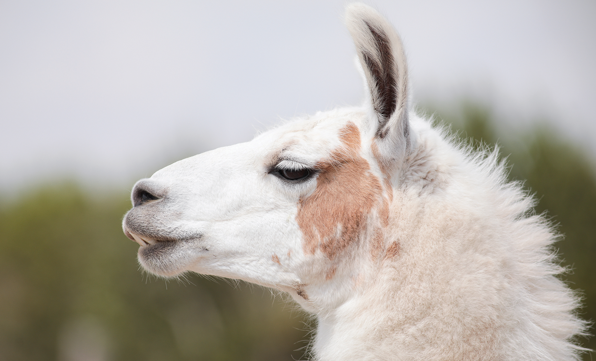 Llama at the Y.O. Ranch Headquarters.