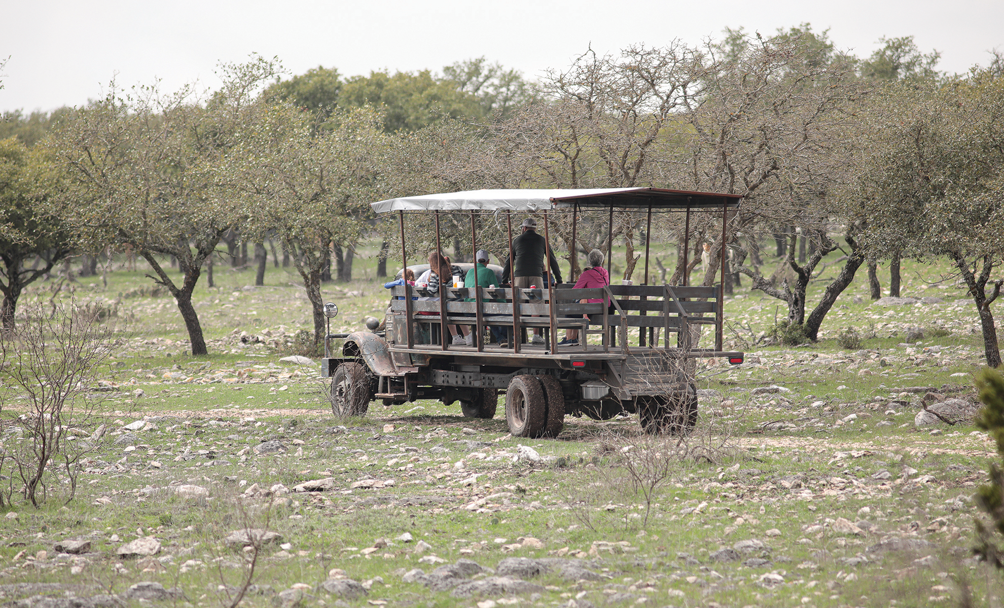 A tour truck is tall enough for visitors to be able to feed the giraffes.