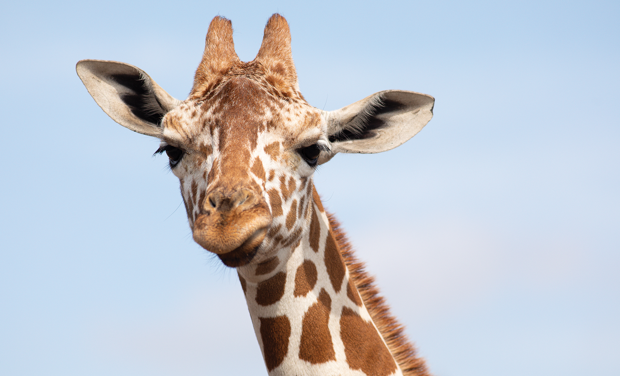 Why are giraffes wandering around the Texas Hill Country?